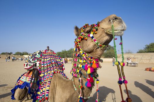 Camel dress at the Jaisalmer, Rajasthan, India