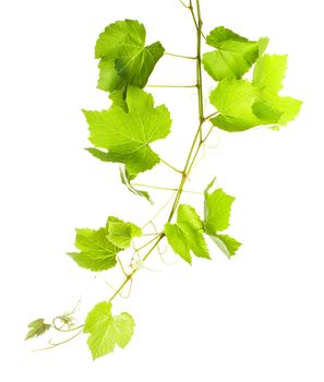 Grape leaves isolated on white, close up