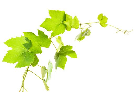 Grape leaves isolated on white, close up