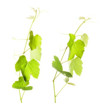 Grape leaves isolated on white, close up