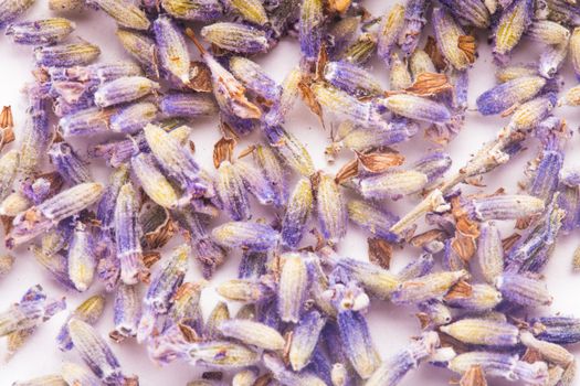 Dry lavender seeds isolated on white background