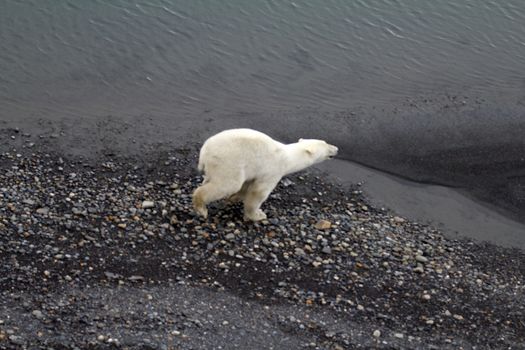 Polar bear in  bird's eye panorama. Northern island of Novaya Zemlya