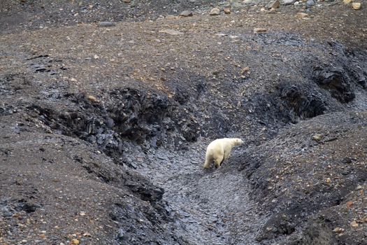 Polar bear in  bird's eye panorama. Northern island of Novaya Zemlya