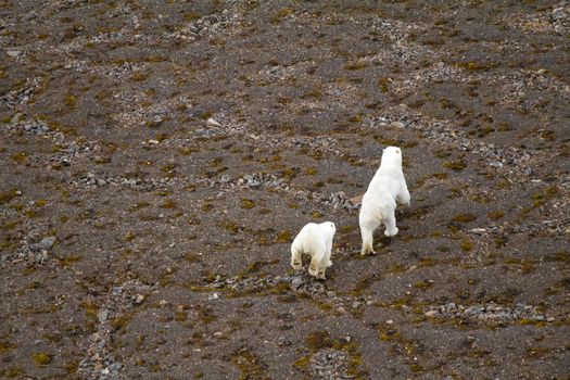 Polar bear in  bird's eye panorama. Northern island of Novaya Zemlya