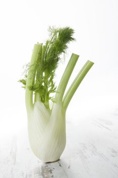 Fennel over white wooden textured background. Fresh raw healthy aromatic summer vegetable.