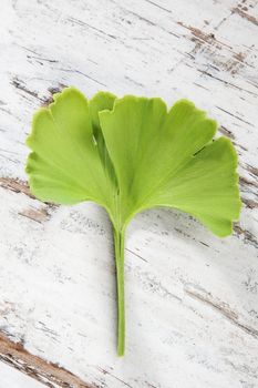 Ginkgo leaf on white wooden background. Traditional chinese alternative medicine. 
