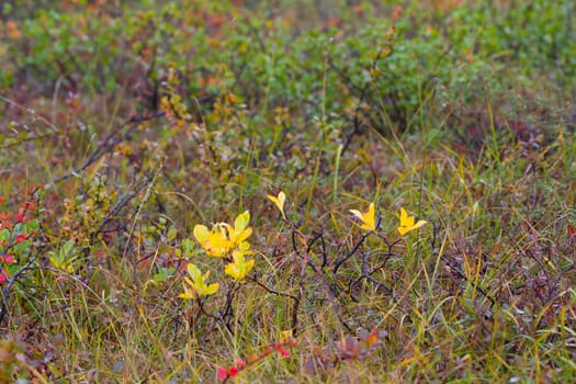 Arctic birch  birches in the tundra