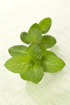 Fresh mint twig isolated on green background. Culinary aromatic herbs. 