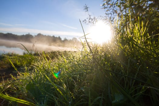 light solar on rising shines a green grass in dew