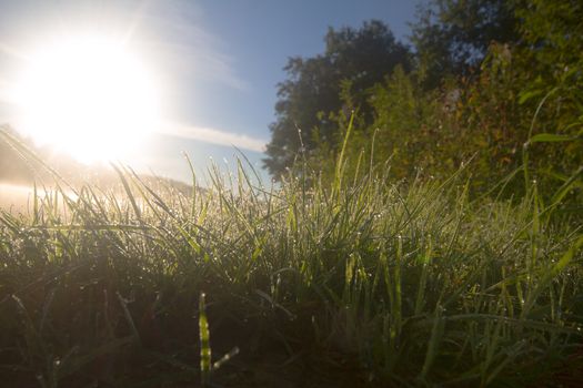 light solar on rising shines a green grass in dew