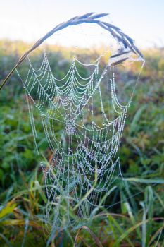 meadow with a web of a spider and dew drops on it