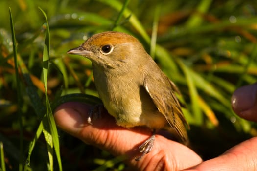   blackcap bird fearlessly is on a hand an easy fit