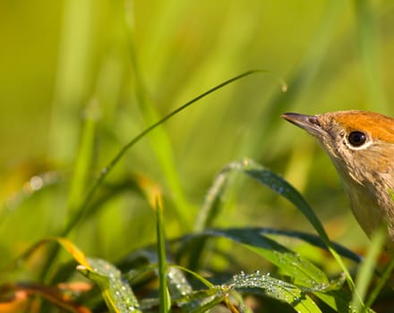 green grass on a meadow and a sitting bird, the wild nature