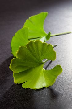 Ginkgo Biloba leaves isolated on black background. Good memory and healthy lifestyle concept.