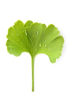 Fresh green ginkgo biloba leaf with dew drops isolated on white background, top view. Healthy lifestyle concept.