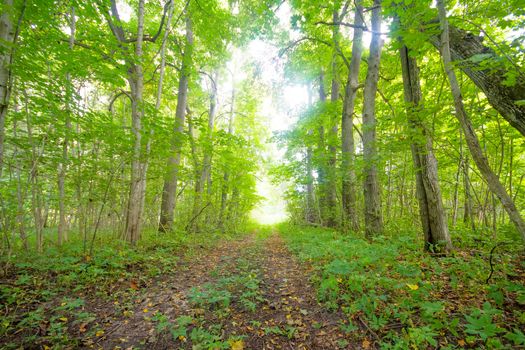 abundance of greens in the summer in park, road among the wood