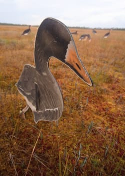 profile of a goose nearby on a bog in hunting