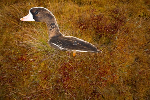 profile of a goose nearby on a bog in hunting