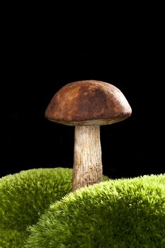 Summer cep on green moss isolated on black background. Culinary mushroom eating.
