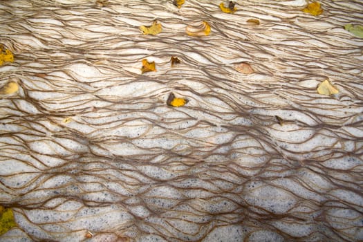 wood foliage in foam a beautiful background pattern