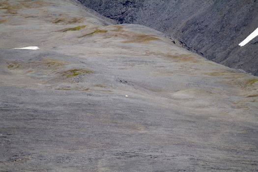 Polar bear in  bird's eye panorama. Northern island of Novaya Zemlya