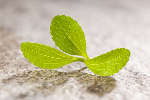 Stevia sweetleaf isolated on stone background. Healthy sugar substitute. Healthy lifestyle and eating.