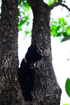 Black cat on tree in garden