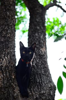 Black cat on tree in garden