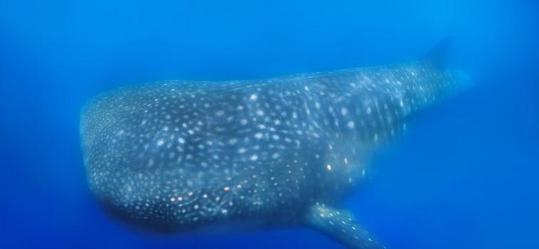 Whale Shark swimming in plankton-rich water at Donsol, Philippines