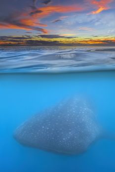 Sunset and whale shark - above and below water