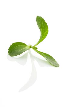 Stevia leaves isolated on white background. Culinary aromatic herbs.