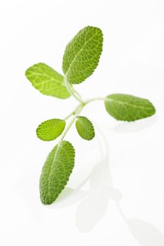 Salvia leaves isolated on white background. Culinary aromatic herbal medicine.