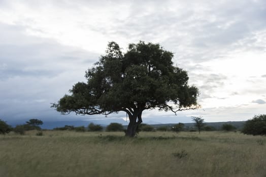 bleu sky and white clouds with walking path in african lodge