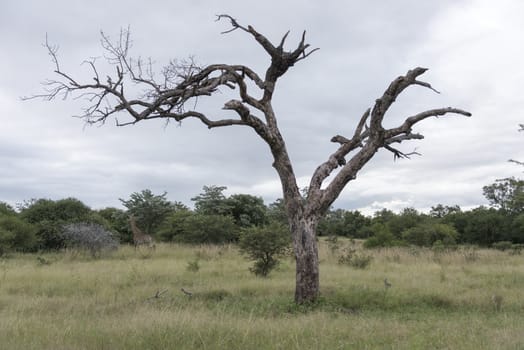 dead tree in nature reserve with giraffe in background south africa 