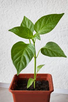 Young plant peppers. Seedling in a plastic pot