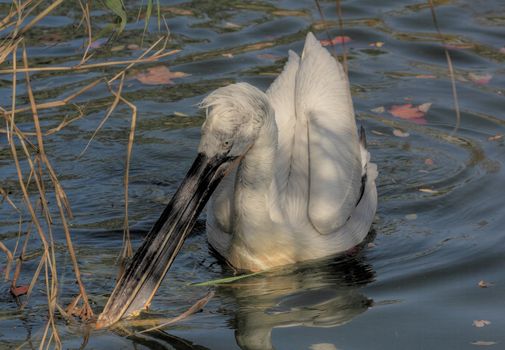 Dalmatian Pelican swimming on a river