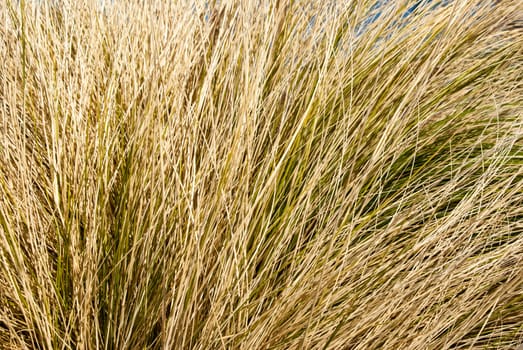 Dry grasses in Nevada desert
