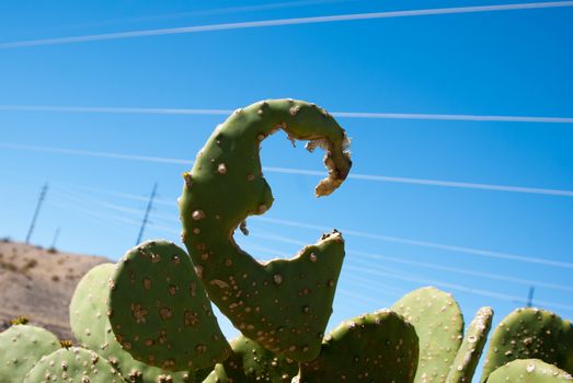Strange shaped cactus in Nevada desert