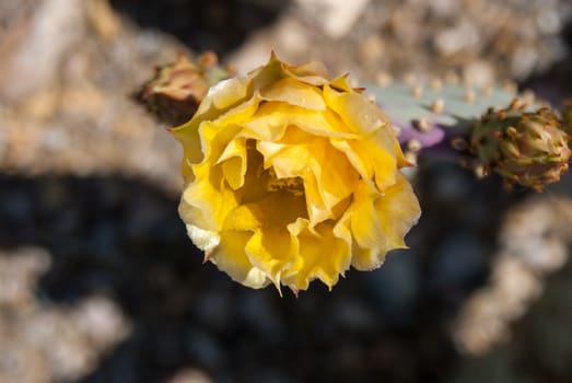 Yellow desert cactus flower