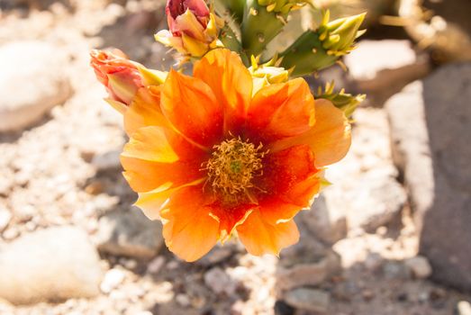 Cactus blooms in Nevada desert