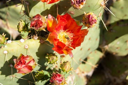 Bee pollenates cactus flower