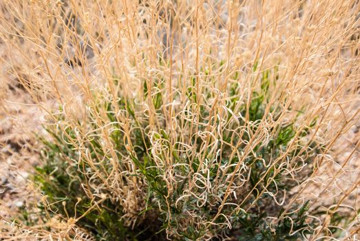 Curly grasses in Nevada desert