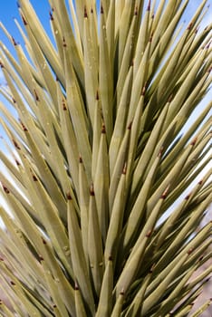 Green leaves of Yucca