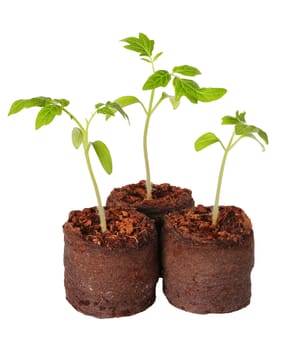 A tomato seedling in the peat pot, isolated