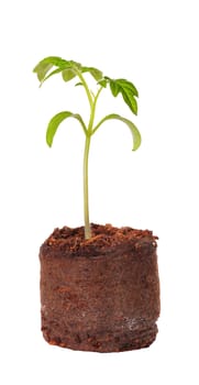 A tomato seedling in the peat pot, isolated