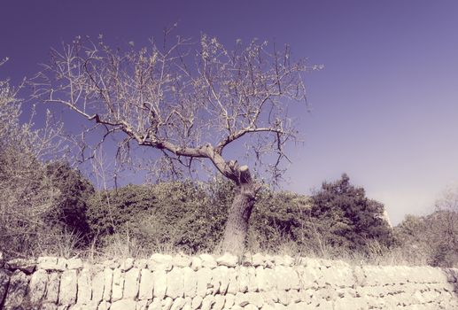 Old gnarled almond tree standing on a drystone walled terrace. Mallorca, Balearic islands, Spain. Filter treatment.