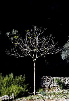 Small sunlit tree i black. Small tree, drystone wall and green shrub in sunlight. High contrast artistic treatment. Mallorca, Balearic islands, Spain.