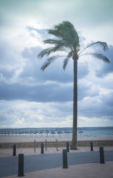Palm Tree Playa de Palma vertical image. Playa de Palma, Mallorca, Balearic islands, Spain.