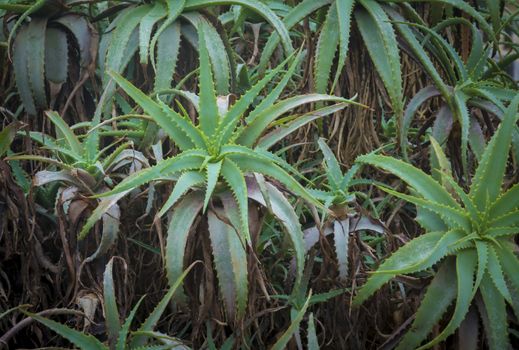 Aloe vera plants in a garden, Mallorca, Balearic islands, Spain.