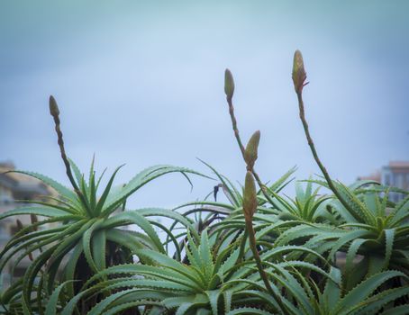 Aloe vera plants with buds within a garden, Mallorca, Balearic islands, Spain.